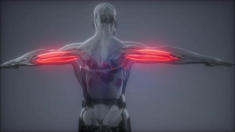 Tríceps---Mapa-De-Anatomía-Muscular-Visible